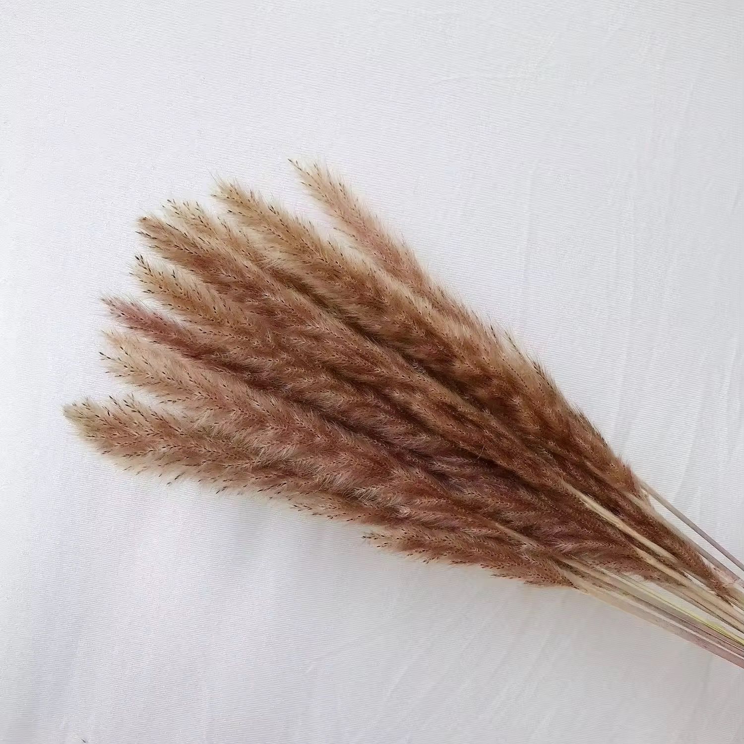 Natural Pampas Grass 55cm - Dried