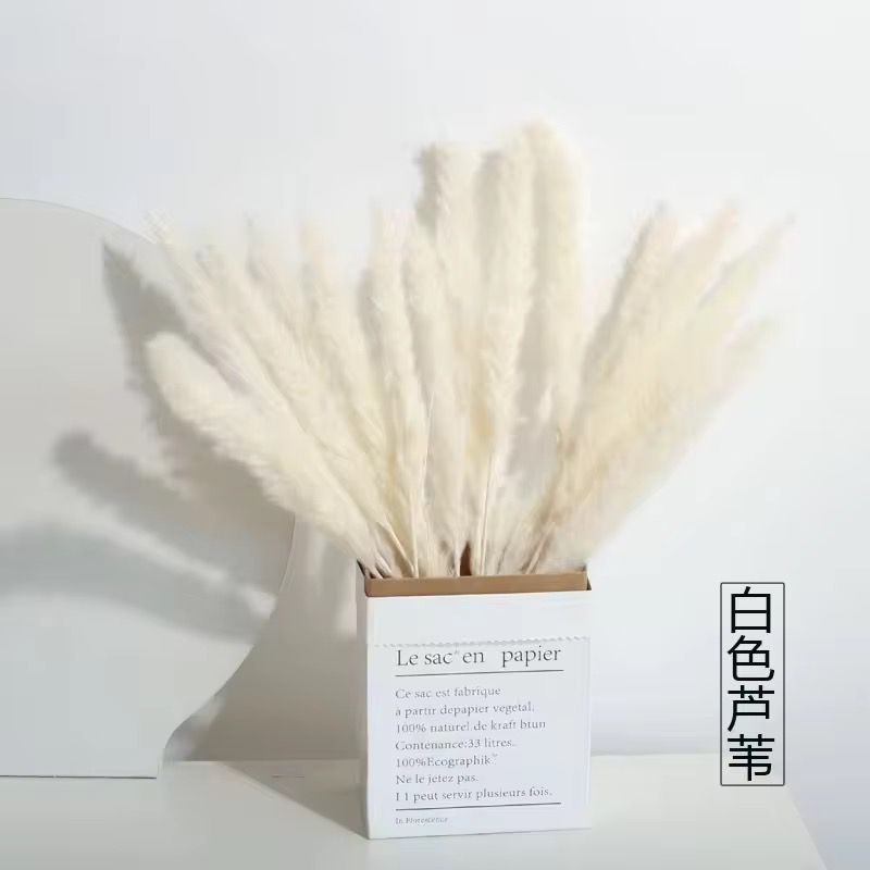 Natural Pampas Grass 55cm - Dried