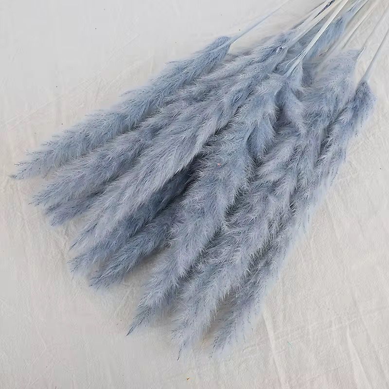 Natural Pampas Grass 55cm - Dried