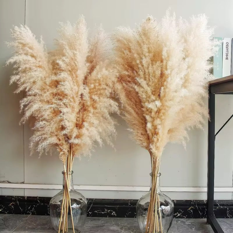 Big Pampas Grass 90 cm