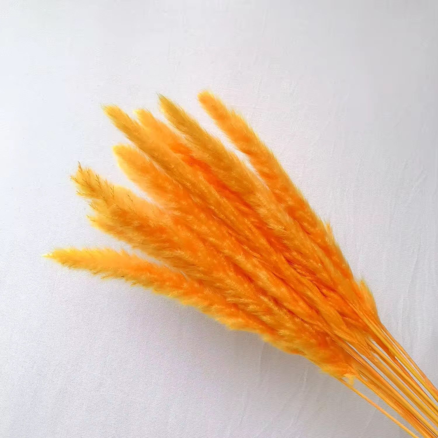 Natural Pampas Grass 55cm - Dried