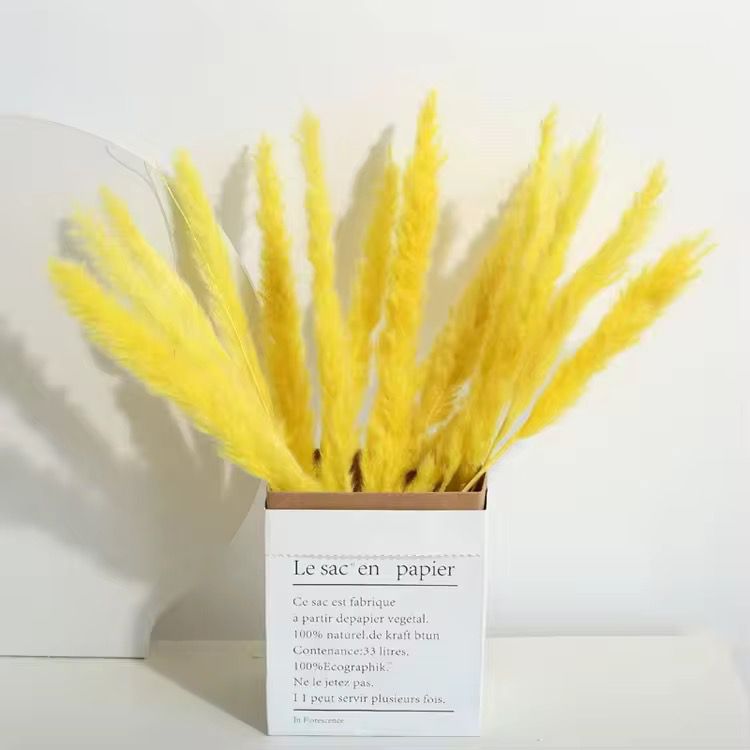 Natural Pampas Grass 55cm - Dried