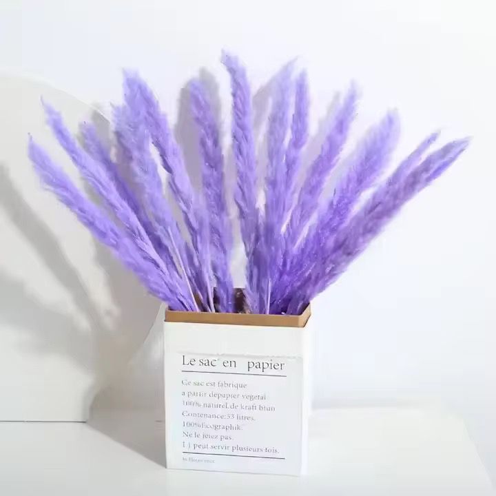 Natural Pampas Grass 55cm - Dried